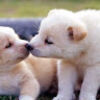mary_truss